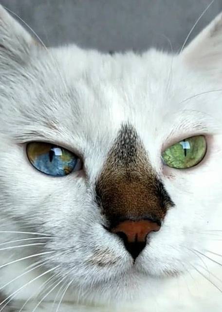 猫咪一双异色双瞳爆红,真相却令人心酸,主人:宁愿它健康