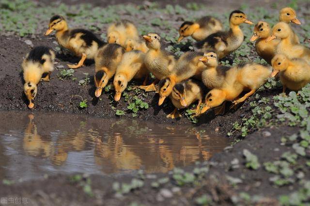 养殖小鸭苗,都说预防,我们到底在预防什么呢?