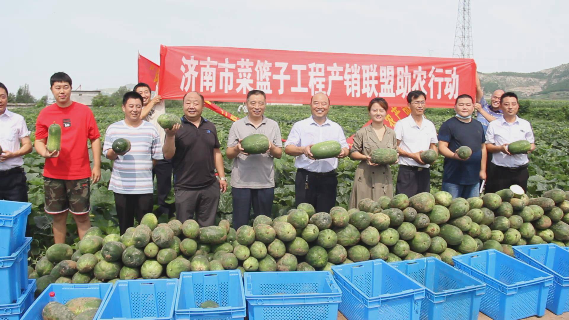 乡村振兴服务队长清1队:全力助农 牵线济西农场开磅回收乡村振兴农