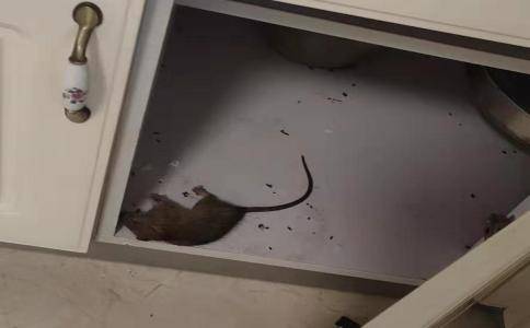 为什么老鼠会进入室内