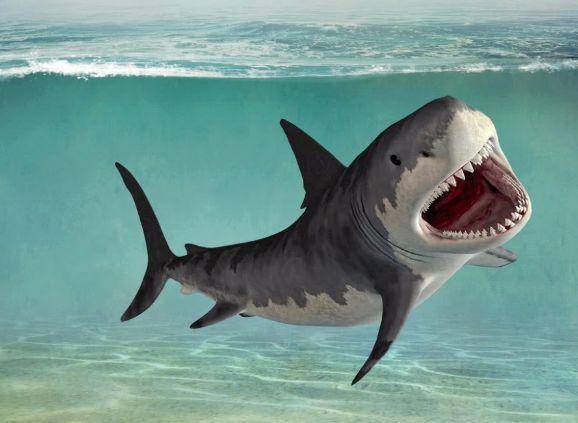 原创深海中的霸主鲨鱼,不敢吃海豚?