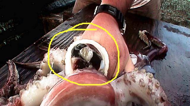 深海巨型鱿鱼突然大举入侵北美,鲑鱼神秘失踪引起科学家介入调查