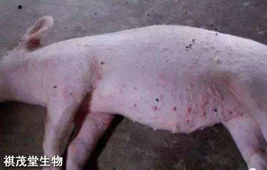 猪败血性链球菌病图片