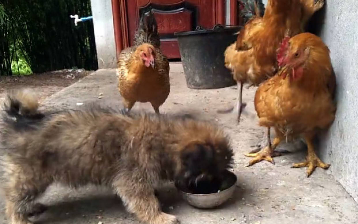 原创小狗吃饭正香,忽然被一群鸡给围住,接下来的做法让人笑喷了