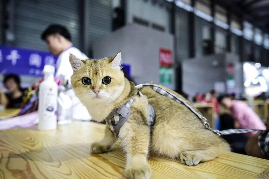 8月上海-亚宠展,海洋之星乘风破浪等你来!