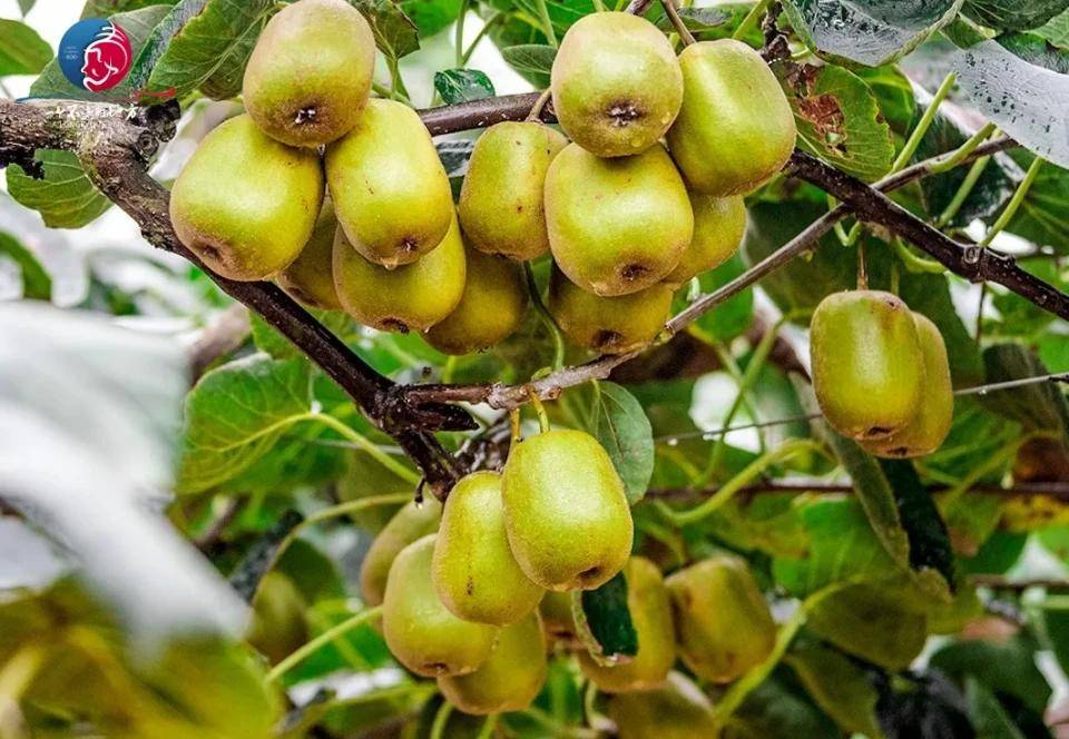 彭山猕猴桃,免费送送送!_园村