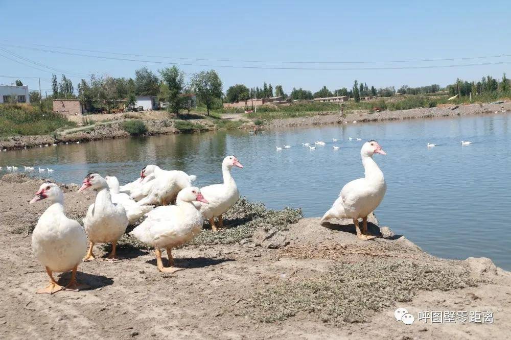 呼图壁雁鱼立体养殖成为致富聚宝盆