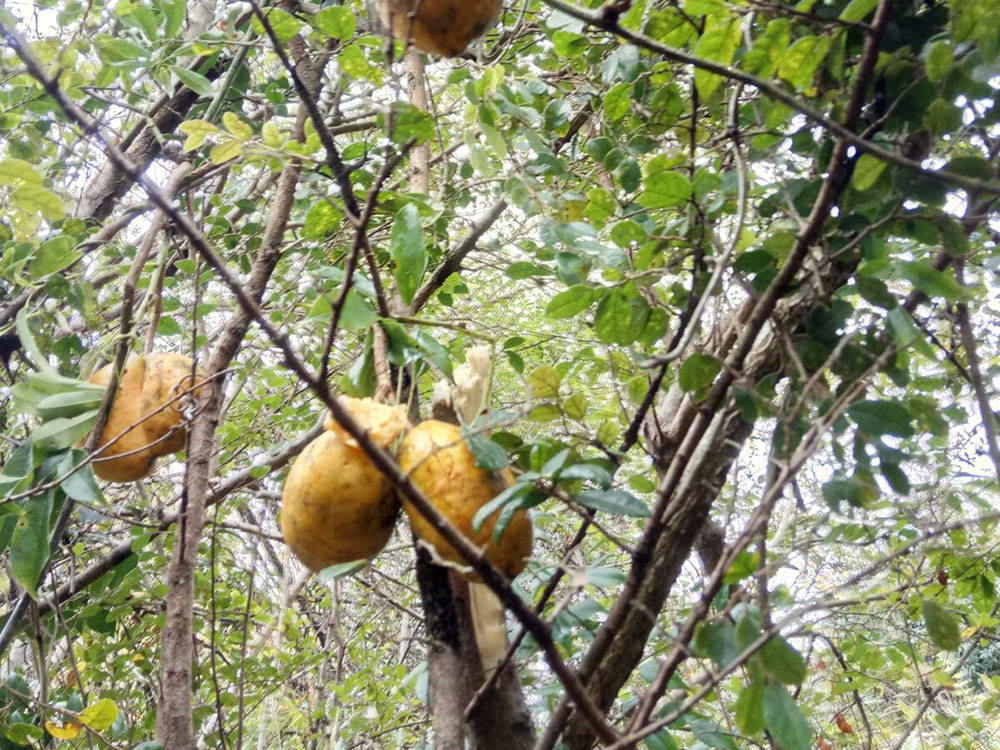 俗称"牛卵坨",儿时常摘来当零食吃,如今15元一斤成热门水果