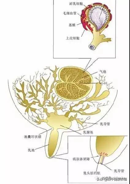 奶牛泌乳系統的高產及乳成分管理_乳房