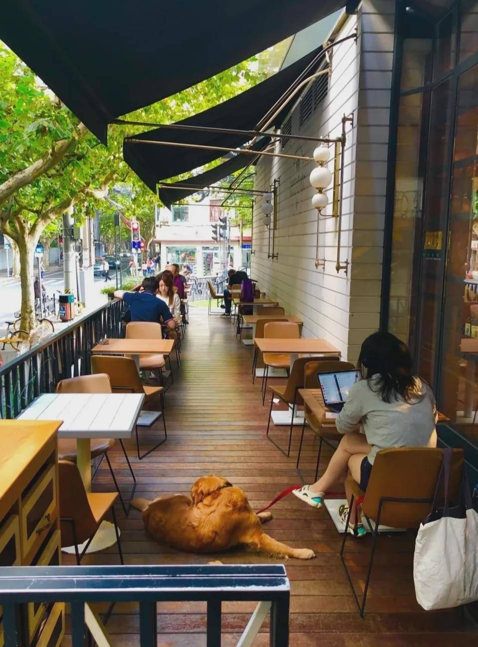 原创魔都宠物友好餐厅来啦,带着主子一起出门约饭!