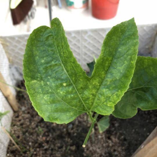 百香果花叶病的有效防治方法