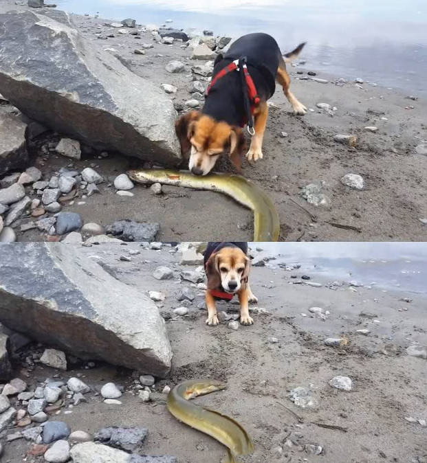 凶猛狗狗被电鳗电到后,不认输和电鳗死磕到底,主人吓得赶紧拉开_伤害