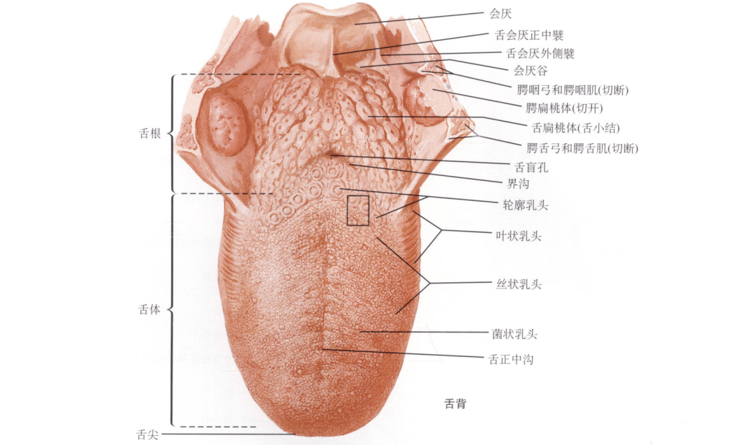 人体最柔软的部位,用力咬一口会发生什么?