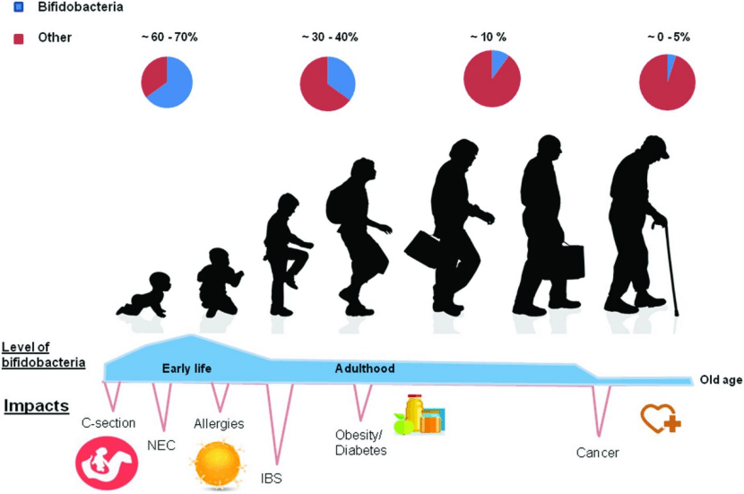 衰老和心臟病的秘密,就藏在你的腸胃裡_生物