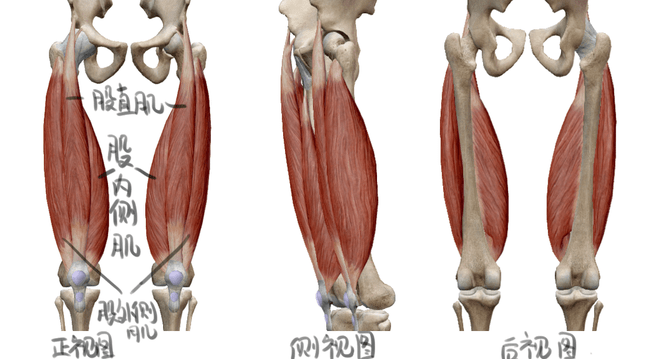 股大头肌位置图图片