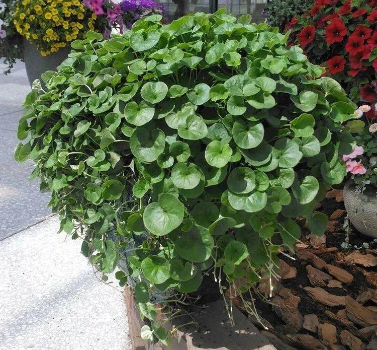 青翠别致飘逸轻盈的小金钱,马蹄金这么养护,碧绿青葱风姿曼妙