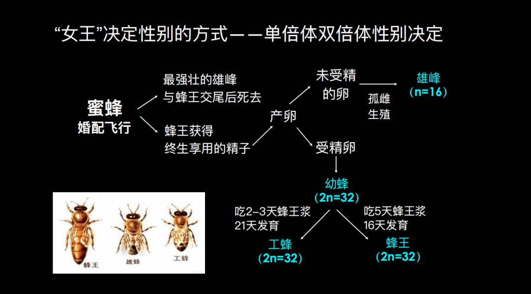 社会性的昆虫(如蜜蜂,黄蜂,蚂蚁等),它们的性别是另外一种决定方式