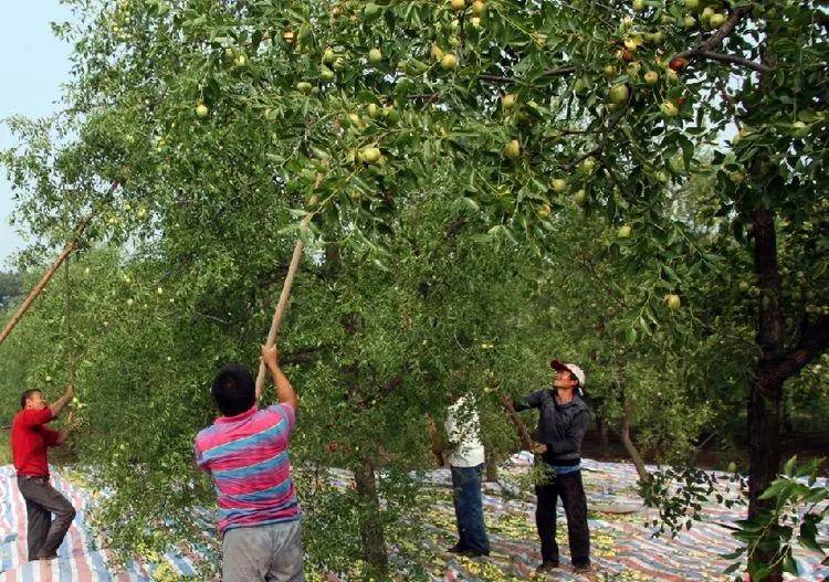 大荔農民發明的打棗