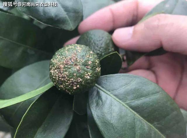 柑橘褐斑病严重怎么解决(柑橘褐斑病是真菌还是细菌)