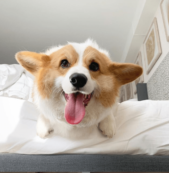 纯种与混种柯基的优缺点,宠物小知识,柯基哪里买,哪家柯基犬舍好_小狗