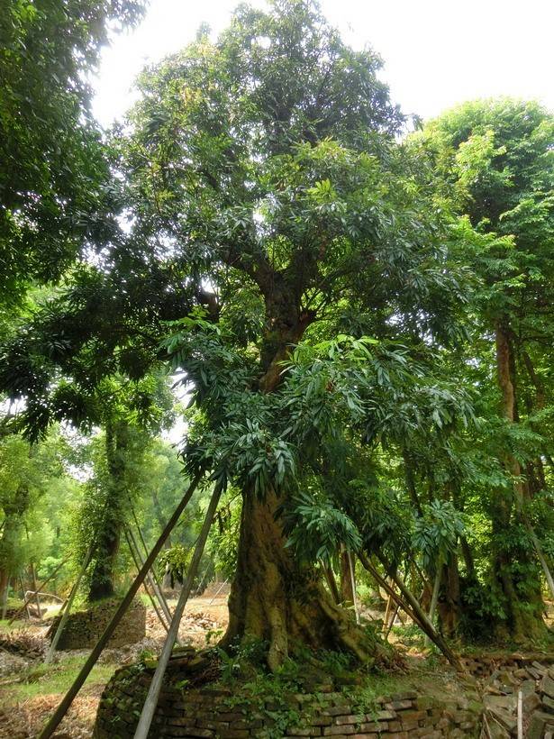 如何判断龙眼树每个生长时期│龙眼种植技术