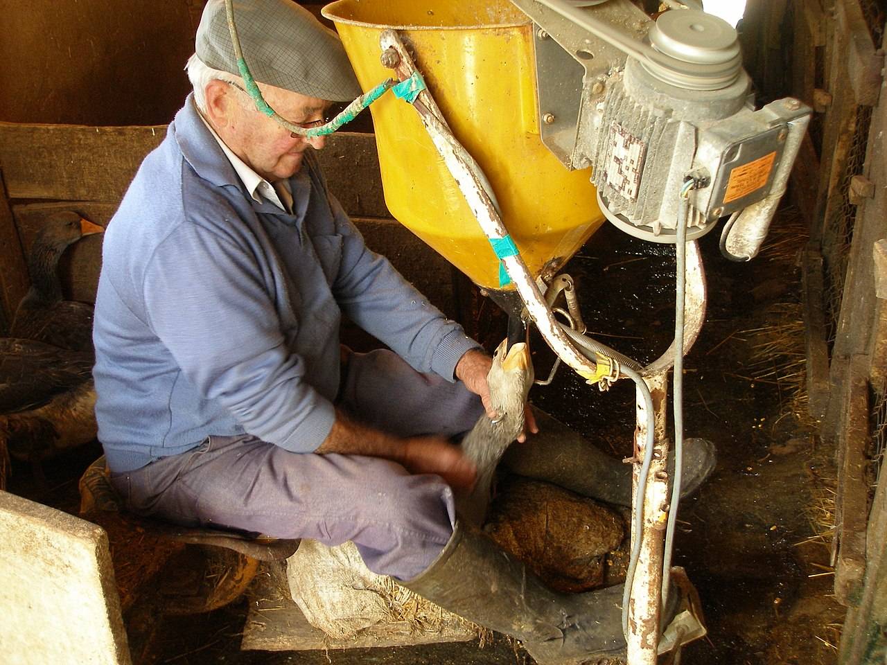 灌食活鹅做肥鹅肝起源于古埃及却被法国发扬光大的争议美味