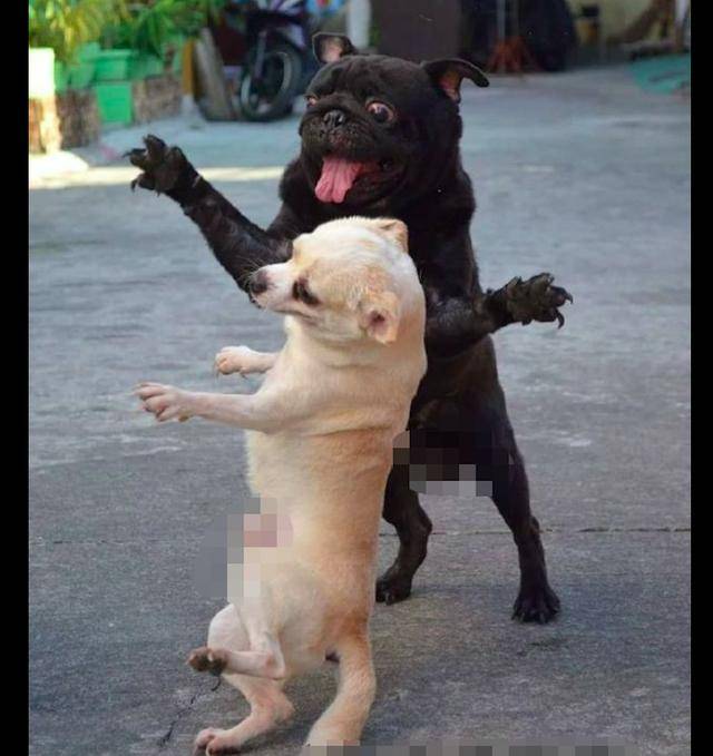 原创网友一放音乐,三只狗狗就在路边翩翩起舞,感觉可以出道了呀!