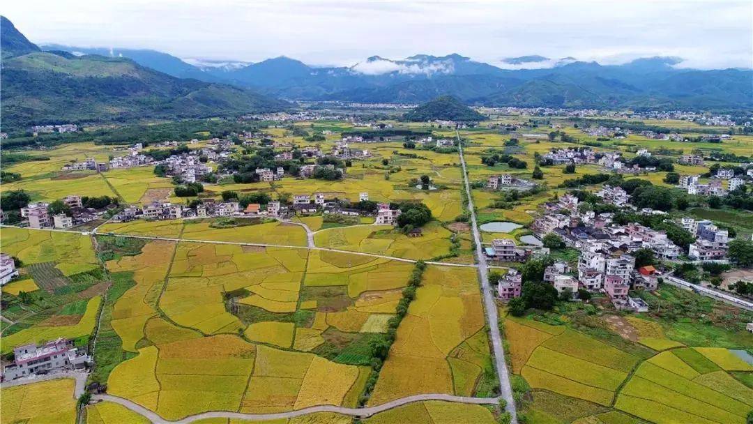 盛夏时节的阳山七拱,黄金稻田,稻香虾儿肥!
