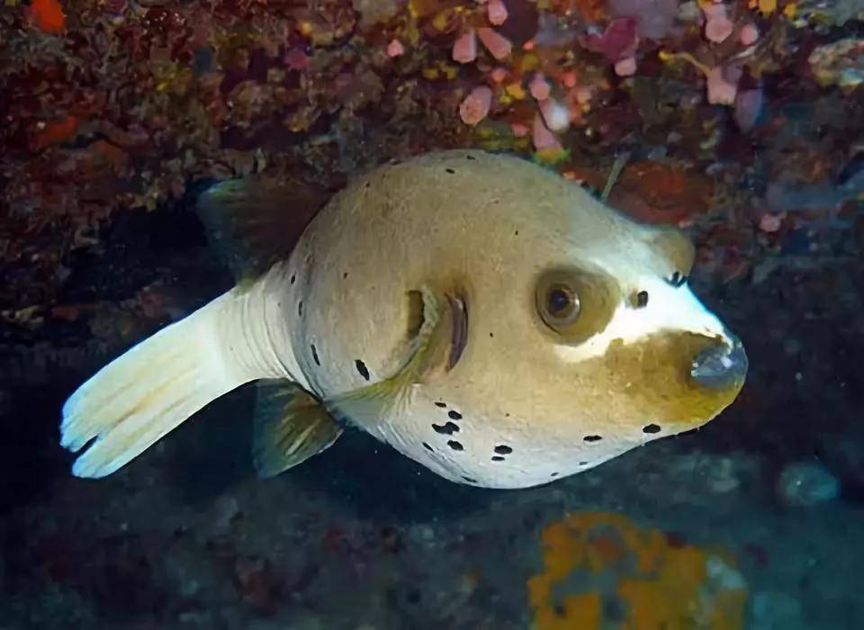 遊記攻略還有天生具有海盜般特質的獅子魚 是世界上最美麗,奇特的魚類