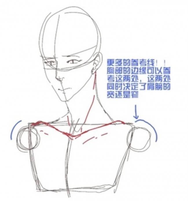 人物頭部頸部與胸部的關係繪畫技巧頸部肩胛部怎麼畫頭頸肩的關係結構