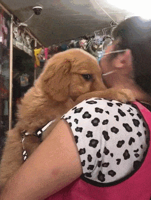 小金毛被主人强吻后,惊喜的一幕发生了