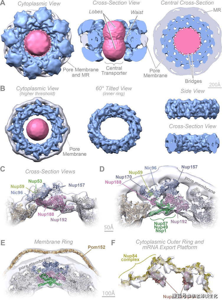 原创蛋白质翻译和加工转运的游离核糖体途径(三)
