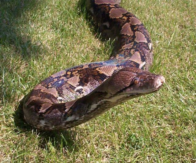 这种动物长得和蛇一样 却是愧对它自己本身的名字 战五渣_帝王