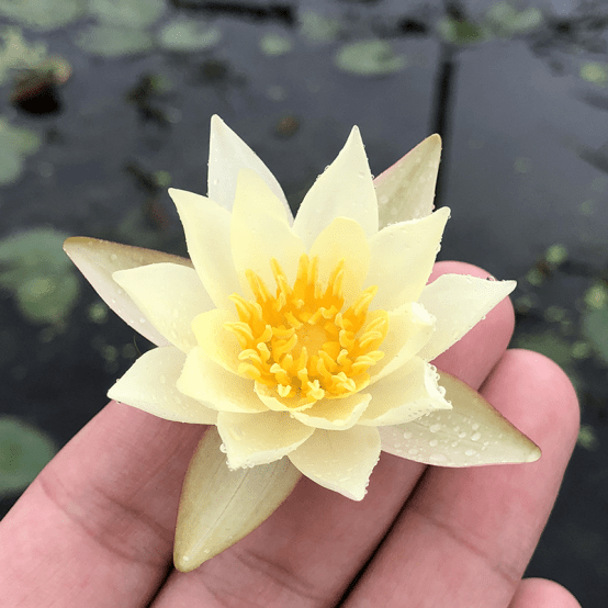 迷你睡莲的八个种植技巧,看完就会