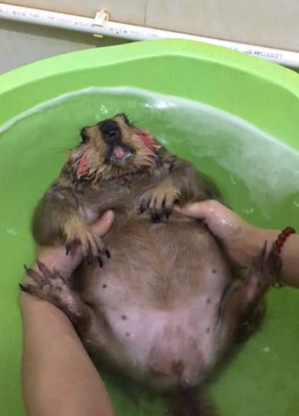 原创土拨鼠洗澡反抗主人肚皮朝上按入水中网友看后却默默笑了
