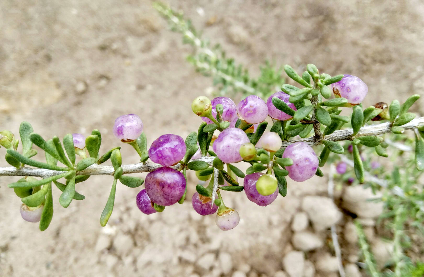 "遇见宁夏"网络达人走进宁夏杞鑫种业有限公司_枸杞