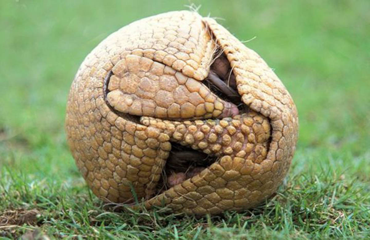 犰狳,动物界的"铁浮屠",也是已知能和人类共患麻风病的生物