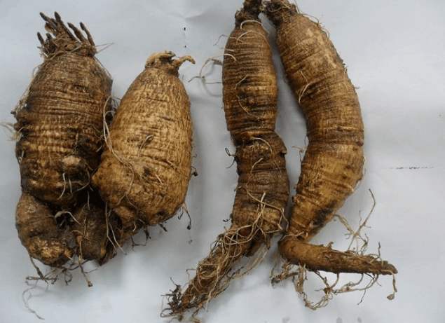 原创野外生长的山萝卜一斤卖到几十块这是为啥