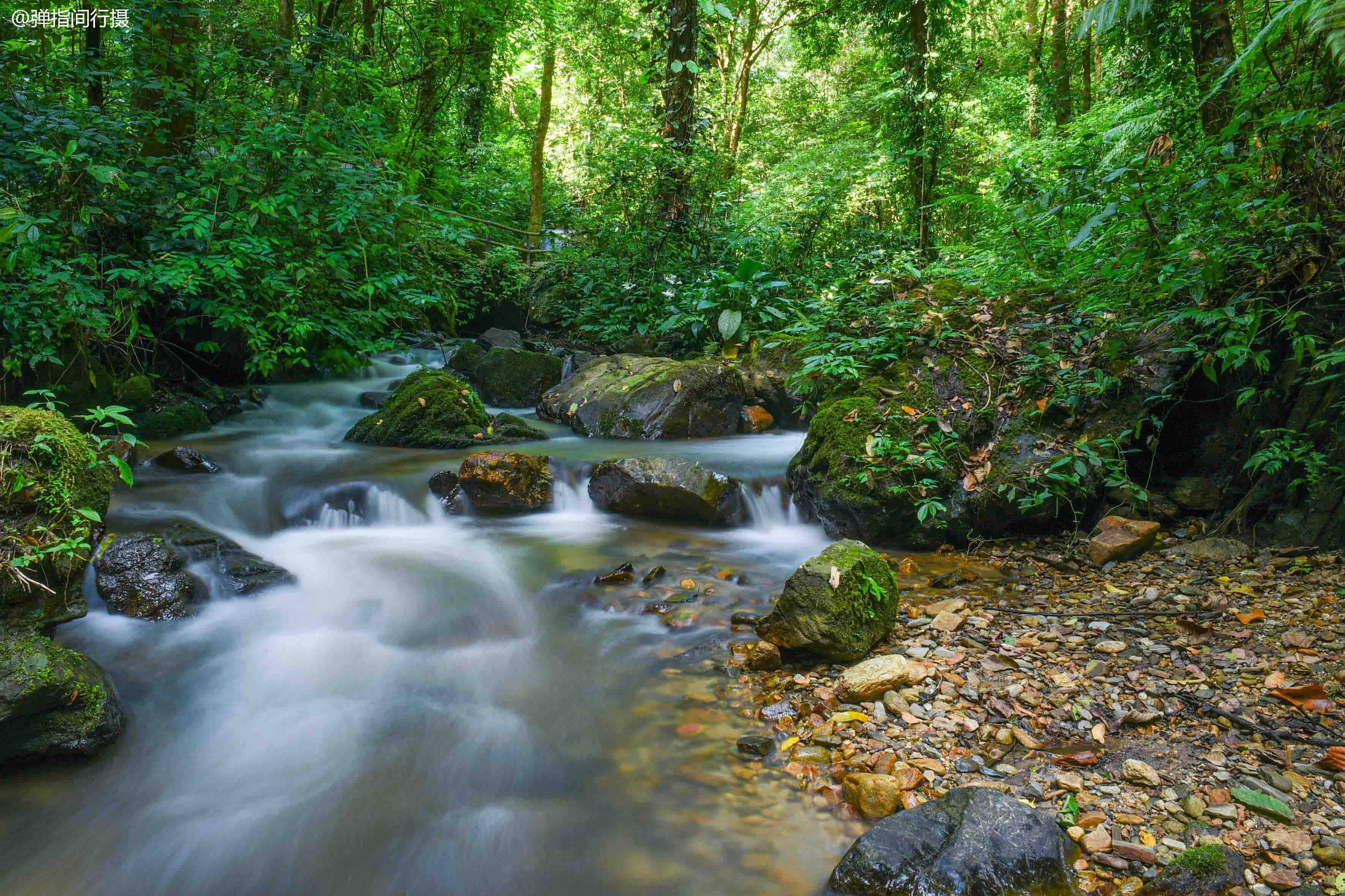 原创云南瑞丽热带雨林,地处中缅交界处,堪称"植物界的百科全书"