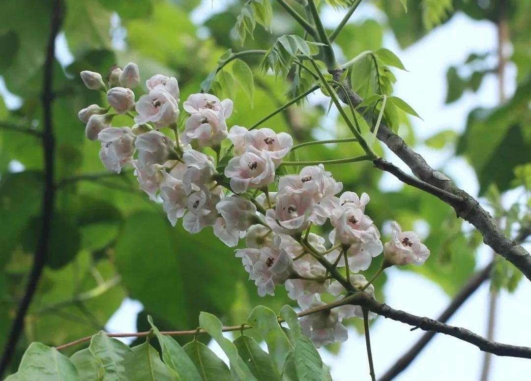 伯乐树,地点:兴墩