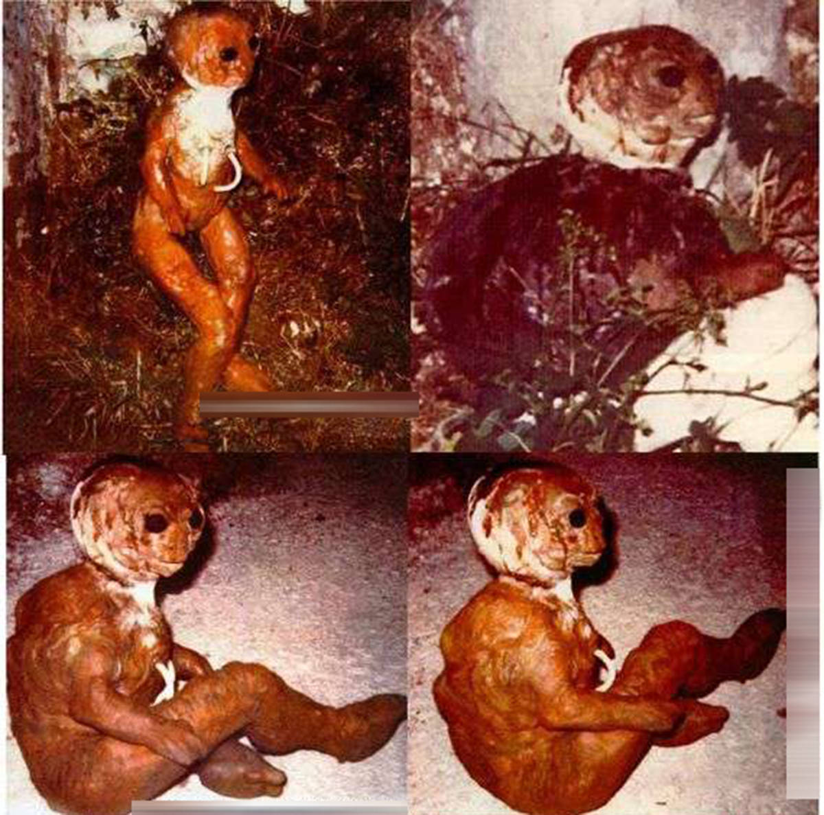 外星生物真存在吗?菲利韦托事件,奇异生物是什么,至今没有定论