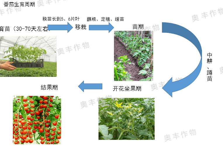 西红柿生长过程图解图片