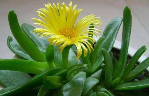 花果期:花期1到5月繁殖:分株原产地:南非科属:番杏科舌叶花属别名