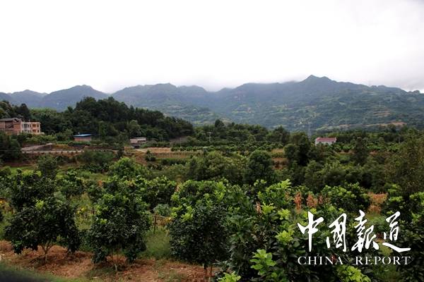 江津区蔡家镇福德村驻村第一书记罗强:决胜小康 奋斗有我-搜狐大视野-