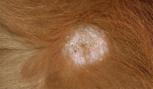 金毛揪一下就掉毛