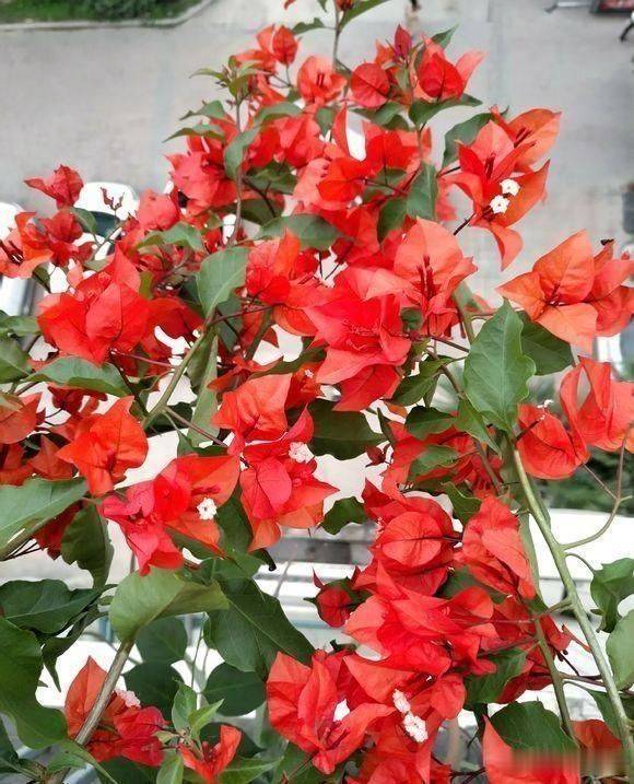 原创爆花主角三角梅晒的狠花开的多开花期一直不断到秋季