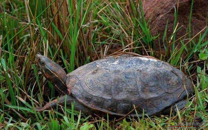 龟关闭甲壳 正好夹住蛇 直到蛇死亡 然后吃蛇