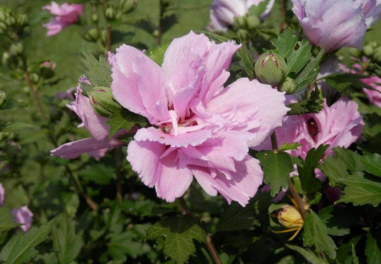 原创路边长满鸡肉花花大色艳开花200天好吃能做女人药
