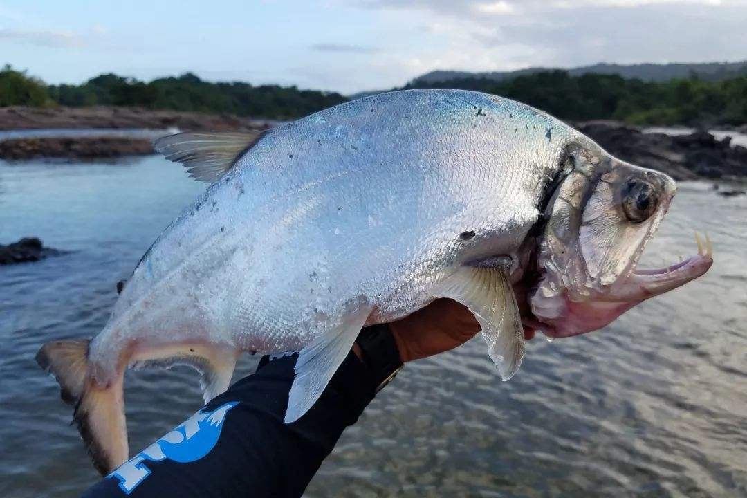 食人魚在全世界都臭名昭著,雖然它的體型較小,但它們數量多,且喜歡