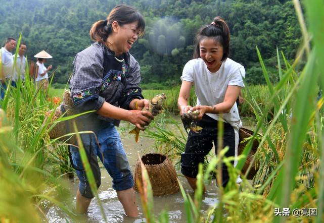 湖南省吉首市乾州街道关侯村,村民在稻花鱼养殖基